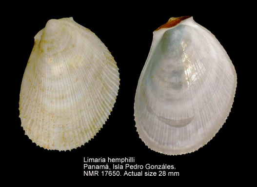 Limaria hemphilli.jpg - Limaria hemphilli(Hertlein & Strong,1946)